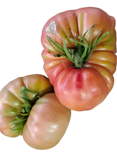 Old Tomato Seeds - 1884
