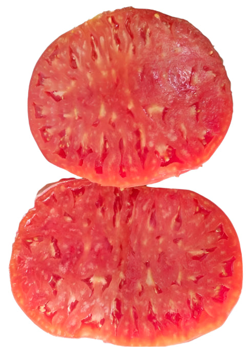 Old Tomato Seeds - 1884