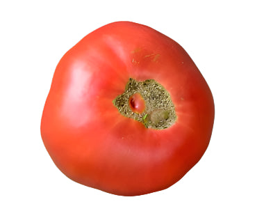Old Tomato Seeds - 646