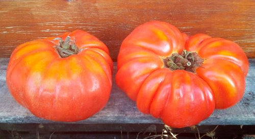 Old Tomato Seeds - Abanillas