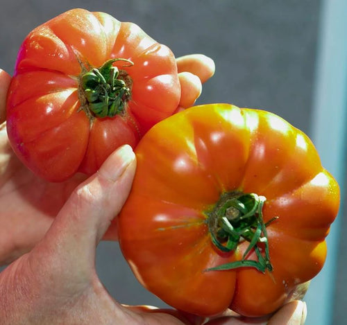Old Tomato Seeds - Abanillas
