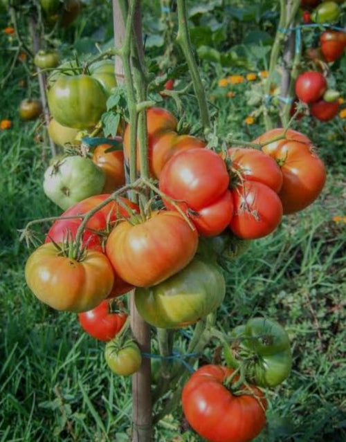 Old-Fashioned Tomato Seeds - Aker's West Virginia