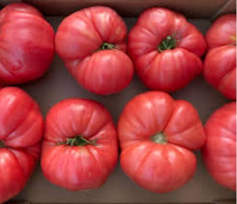 Old Tomato Seeds - Aliste