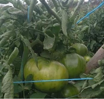Old Tomato Seeds - Aliste