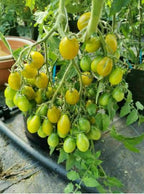 Semillas Tomate Antiguo - Amber Keyes