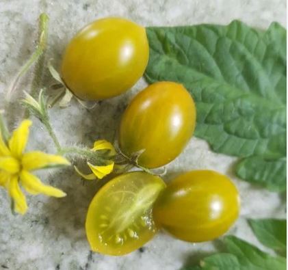 Semillas Tomate Antiguo - Amber Keyes