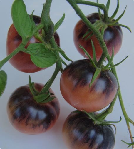 Ancient Tomato Seeds - Amethyst Jewel 