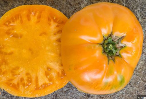 Semillas Tomate Antiguo - Amish Orange Sherbet
