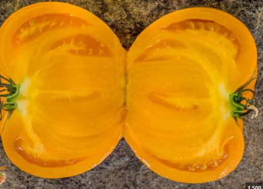 Semillas Tomate Antiguo - Amish Orange Sherbet