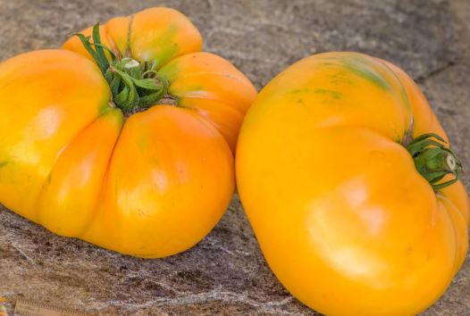Semillas Tomate Antiguo - Amish Orange Sherbet