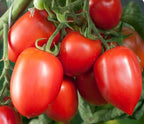 Semillas Tomate Antiguo - Amish Paste
