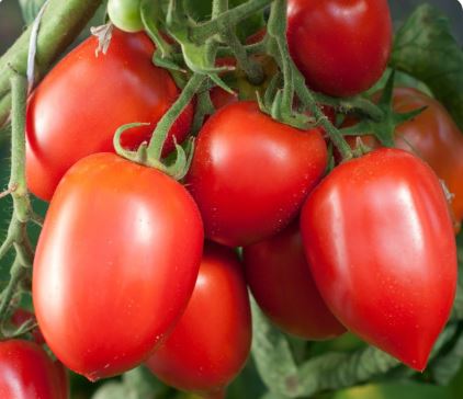 Semillas Tomate Antiguo - Amish Paste