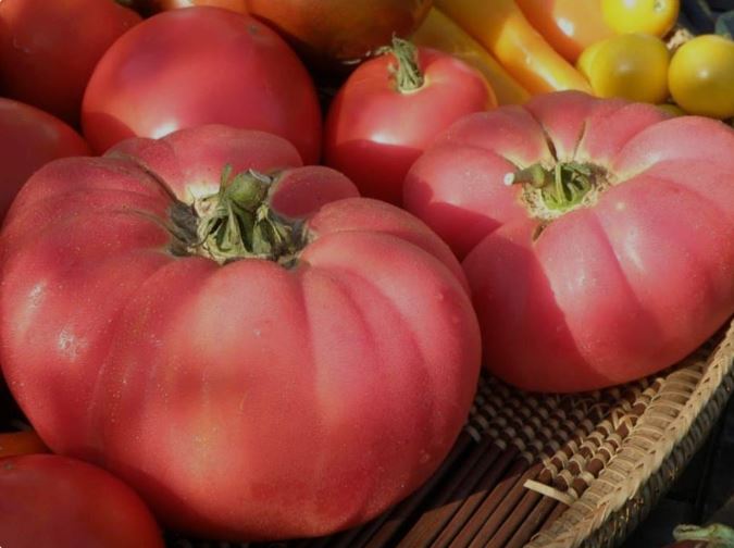 Old-Fashioned Tomato Seeds - Amish Pink 