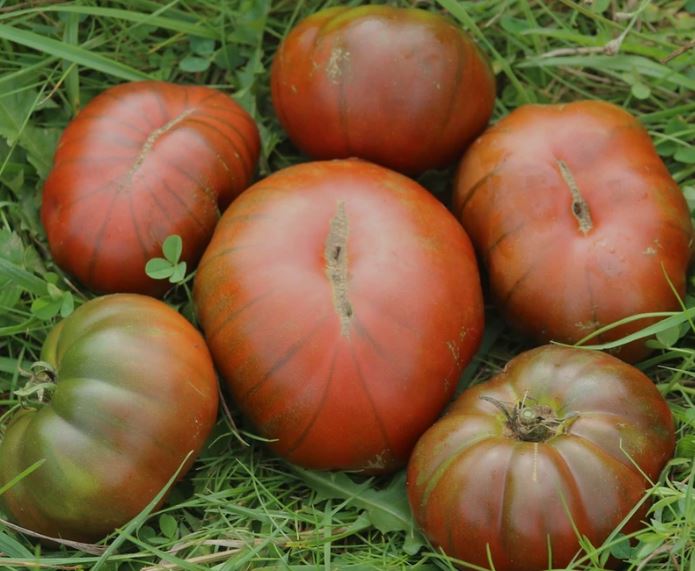 Ancient Tomato Seeds - Arbuznyi