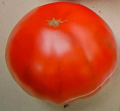 Old Tomato Seeds - Purple from Aretxabaleta