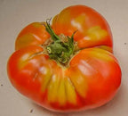 Old Tomato Seeds - Purple from Aretxabaleta