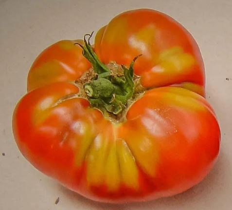 Old Tomato Seeds - Purple from Aretxabaleta