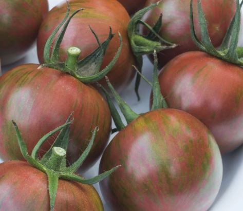 Semillas Tomate Antiguo - Artisan Purple Bumblebee