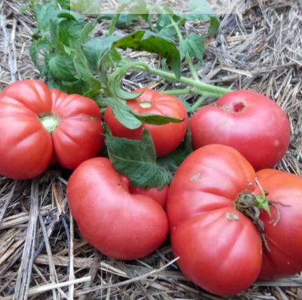 Old-Fashioned Tomato Seeds - Aunt Lou's Underground Railroad