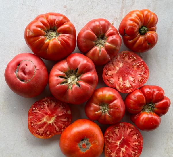 Old-Fashioned Tomato Seeds - Aunt Lou's Underground Railroad