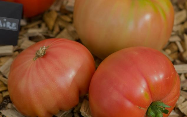 Old-Fashioned Tomato Seeds - Barnes Mountain Pink 