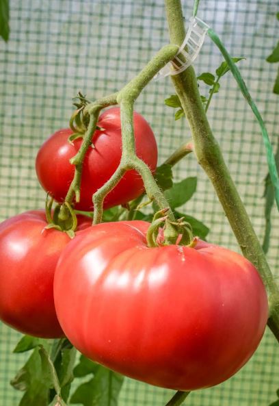 Old-Fashioned Tomato Seeds - Barnes Mountain Pink 
