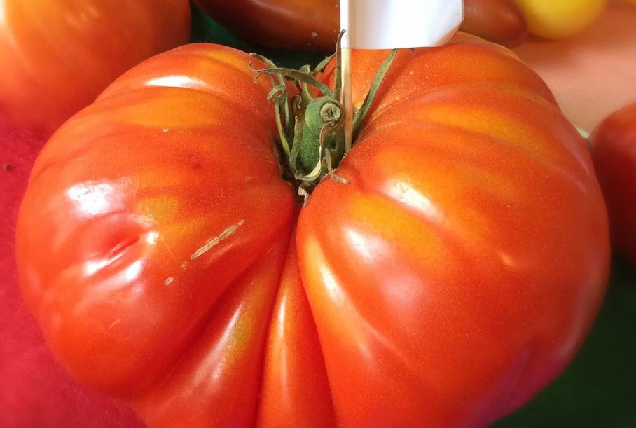 Ancient Tomato Seeds - Basajaún 