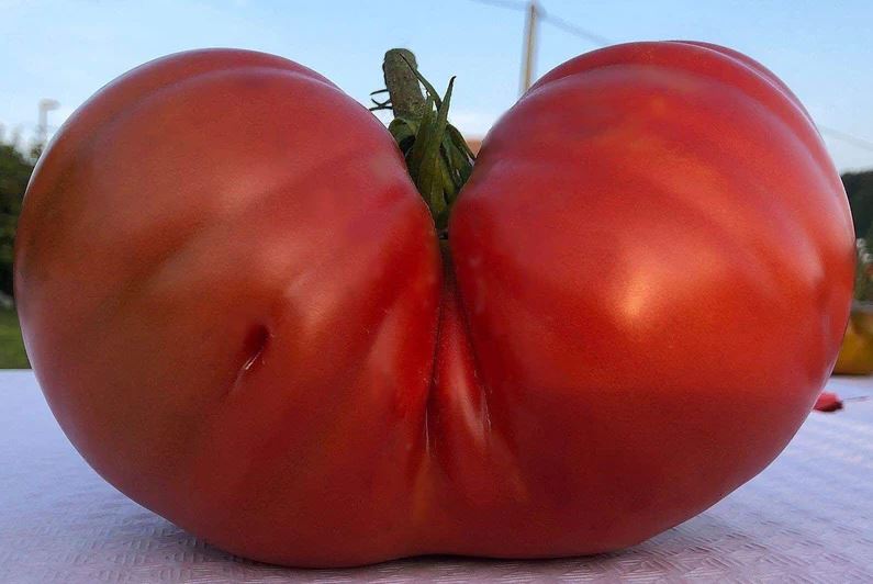 Ancient Tomato Seeds - Basajaún 