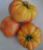 Old-Fashioned Tomato Seeds - Big Rainbow