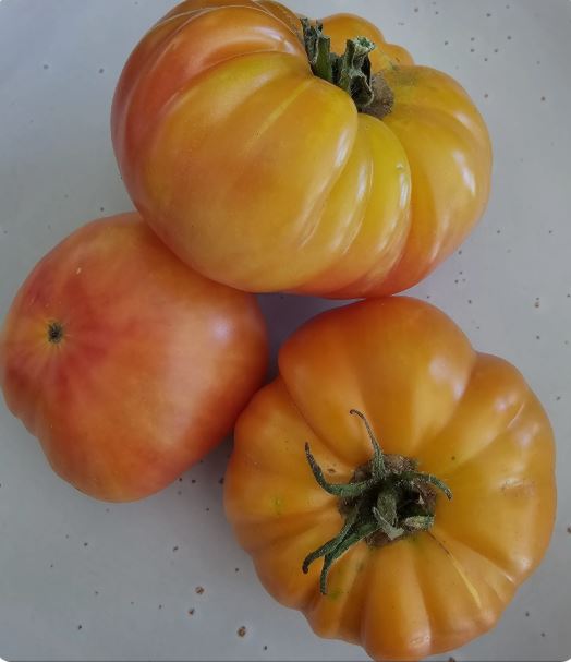 Old-Fashioned Tomato Seeds - Big Rainbow