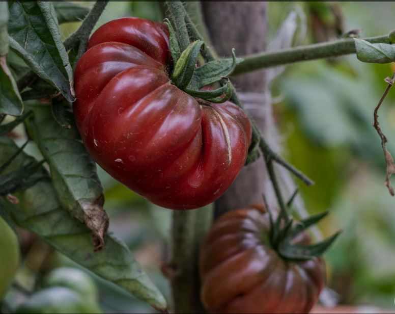 Ancient Tomato Seeds - Black Krim