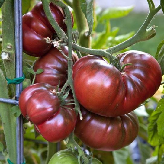 Ancient Tomato Seeds - Black Krim
