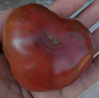 Old Tomato Seeds - Black Marquise