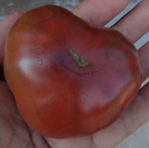 Old Tomato Seeds - Black Marquise