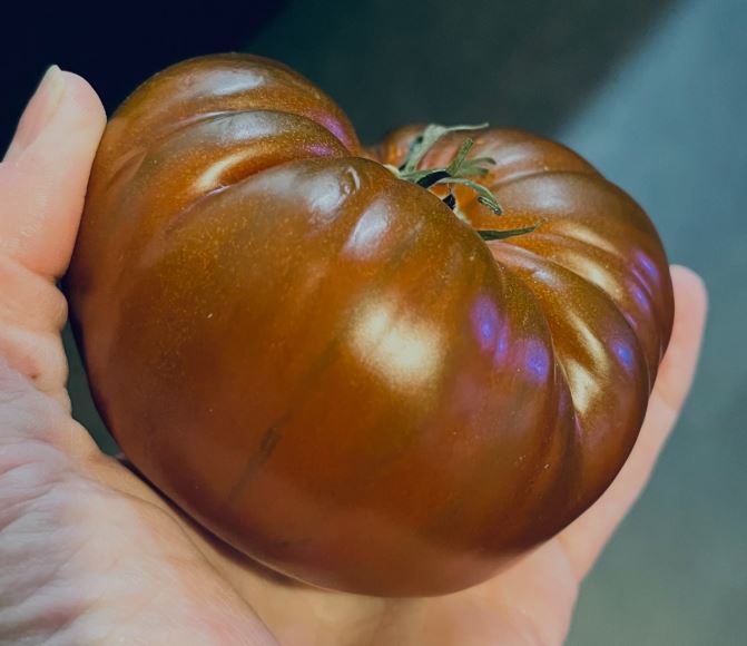 Old Tomato Seeds - Black Marquise