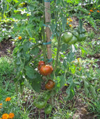 Ancient Tomato Seeds - Black &amp; Red Boar