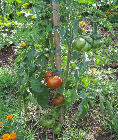 Ancient Tomato Seeds - Black &amp; Red Boar