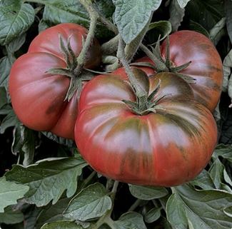Ancient Tomato Seeds - Black Sea Man