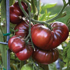 Semillas Tomate Antiguo - Black from Tula