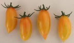 Old Tomato Seeds - Blush