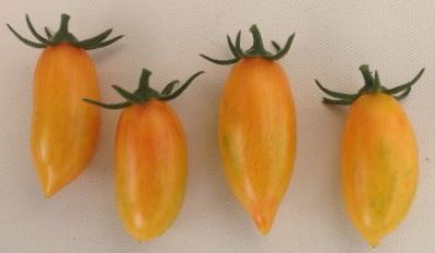 Old Tomato Seeds - Blush