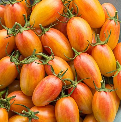 Old Tomato Seeds - Blush