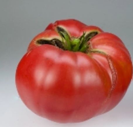 Old Tomato Seeds - Boondocks