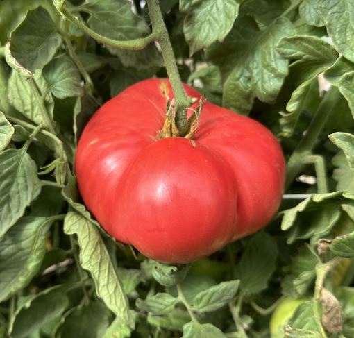 Old Tomato Seeds - Boondocks