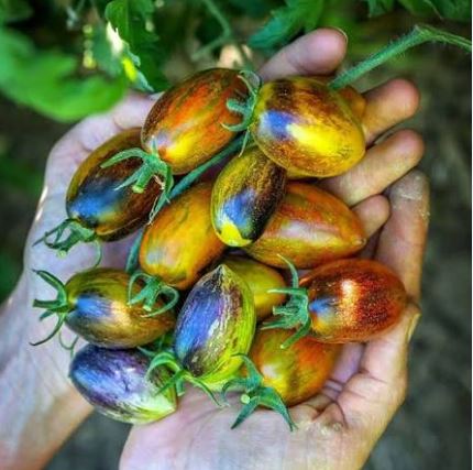 Semillas Tomate Antiguo - Brad´s Atomic Grape