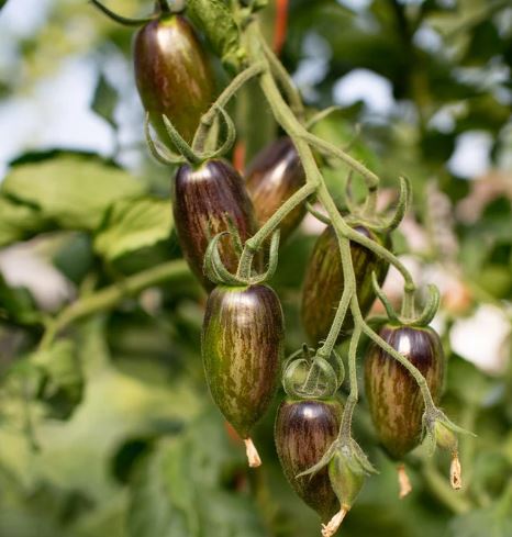 Semillas Tomate Antiguo - Brad´s Atomic Grape