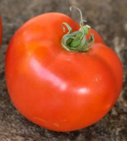 Semillas Tomate - Bubble Gum Dwarf
