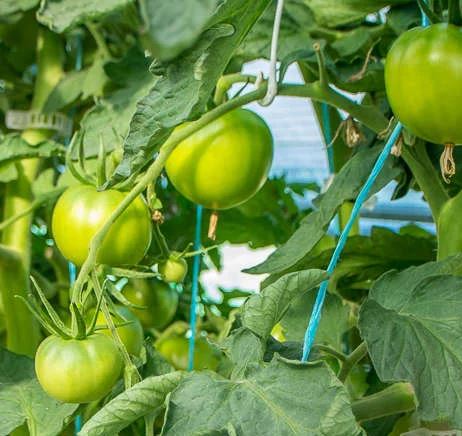 Semillas Tomate - Bubble Gum Dwarf