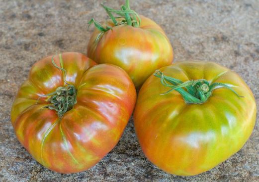 Semillas Tomate Antiguo - Captain Lucky