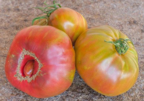 Semillas Tomate Antiguo - Captain Lucky